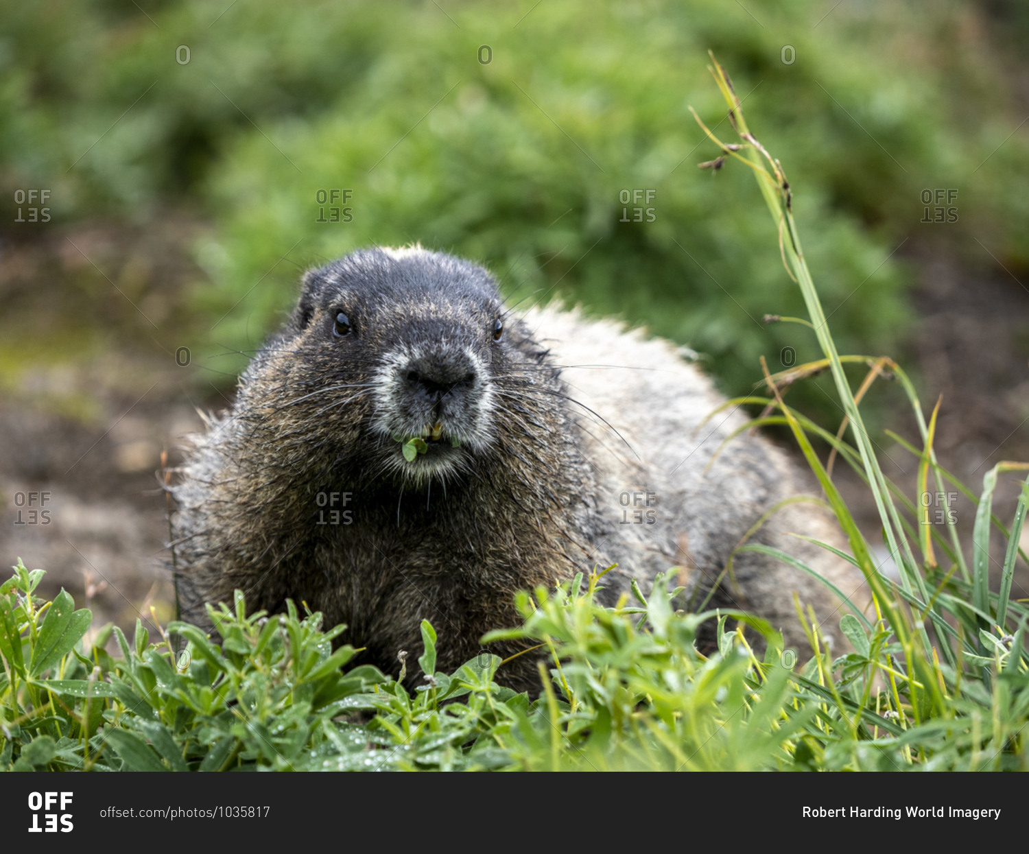 Adult hoary marmot (Marmota caligata), on the Skyline Trail, Mount Rainier National Park, Washington State, United States of America, North America