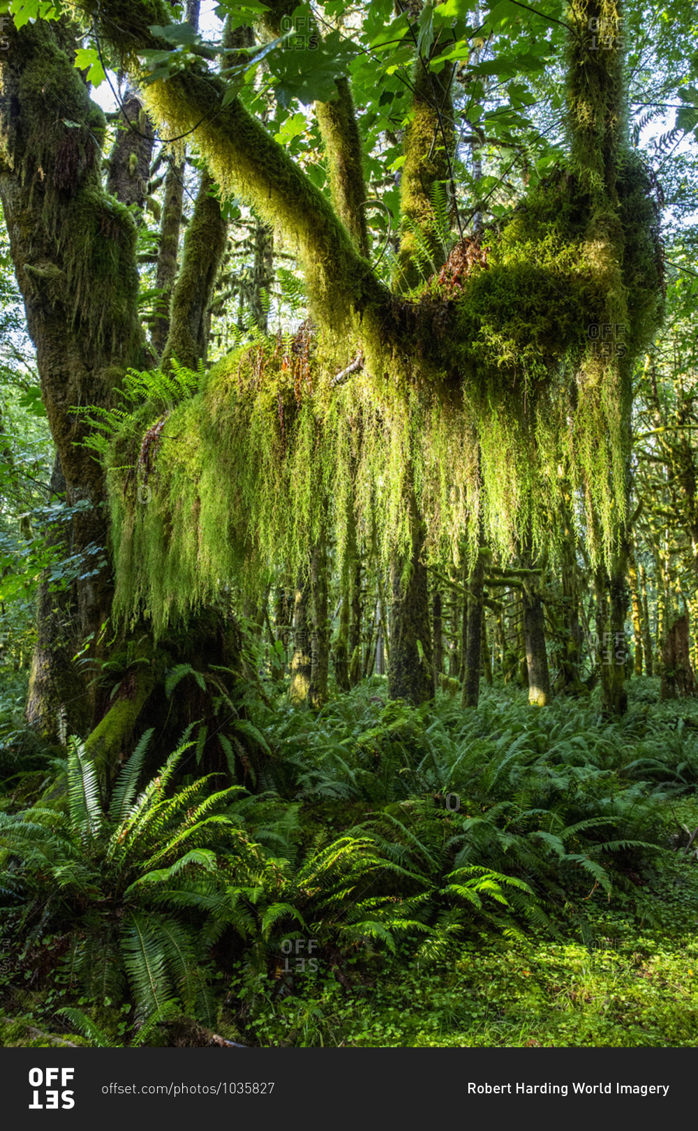 Temperate rain forest on the Maple Glade Trail, Quinault Rain Forest, Olympic National Park, UNESCO World Heritage Site, Washington State, United States of America, North America