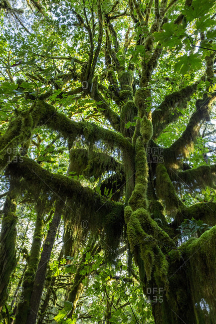 Temperate rain forest on the Maple Glade Trail, Quinault Rain Forest, Olympic National Park, UNESCO World Heritage Site, Washington State, United States of America, North America