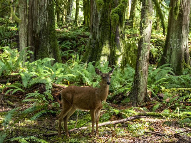 Columbian black-tailed deer (Odocoileus hemionus columbianus), Olympic National Park, UNESCO World Heritage Site, Washington State, United States of America, North America