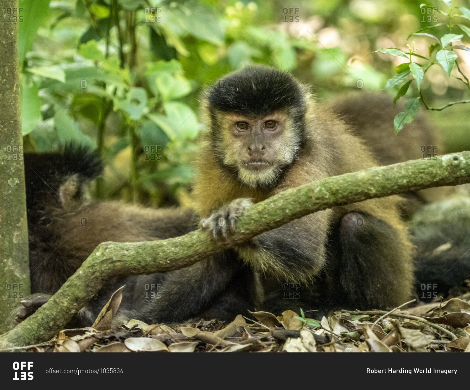 An adult black capuchin monkey (Sapajus nigritus), near the trail at Iguacu Falls, Misiones Province, Argentina, South America