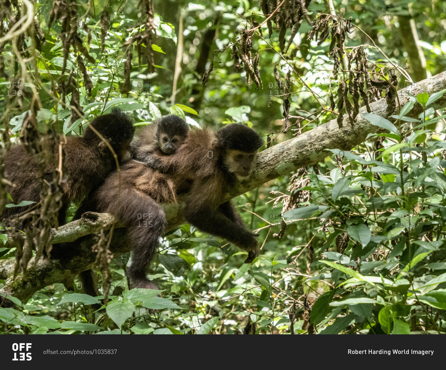 An adult black capuchin monkey (Sapajus nigritus) with youngster on its back at Iguacu Falls, Misiones Province, Argentina, South America
