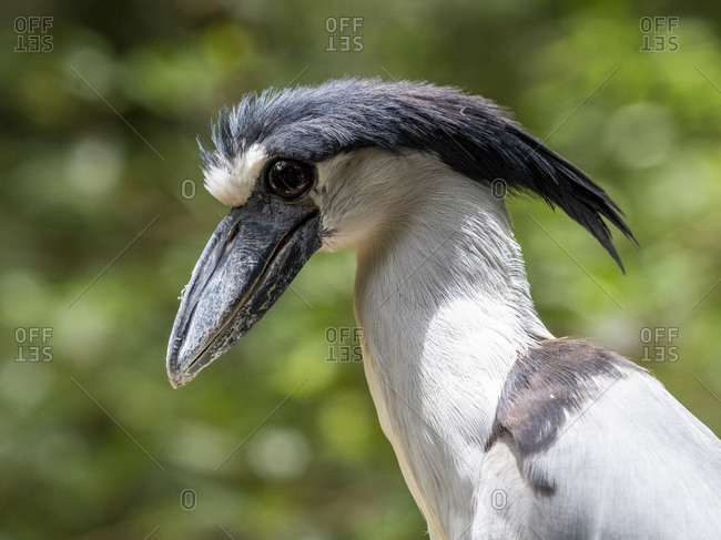 Captive adult boat-billed heron (Cochlearius cochlearius), Parque das Aves, Foz do Iguacu, Parana State, Brazil, South America