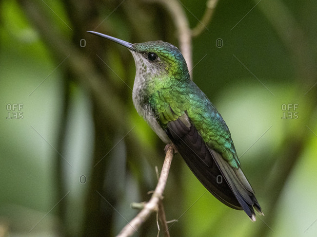 Captive versicoloured emerald (Chrysuronia versicolor), Parque das Aves, Foz do Iguacu, Parana State, Brazil, South America