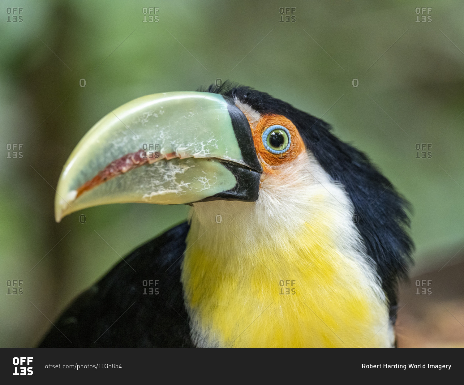 Captive red-breasted toucan (Ramphastos dicolorus), Parque das Aves, Foz do Iguacu, Parana State, Brazil, South America