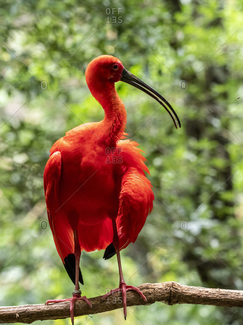 Captive scarlet ibis (Eudocimus rubber), Parque das Aves, Foz do Iguacu, Parana State, Brazil, South America