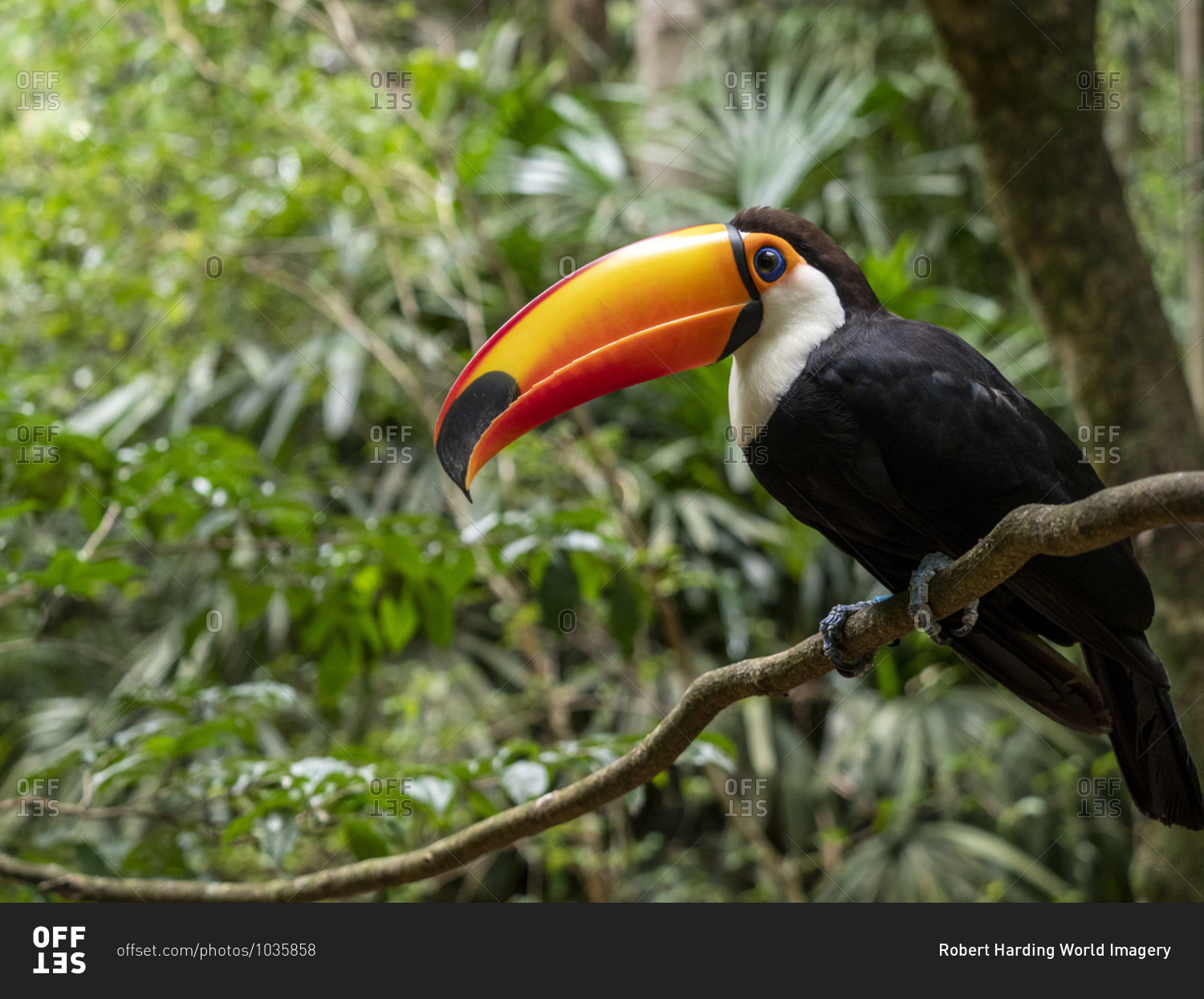Captive toco toucan (Ramphastos toco), Parque das Aves, Foz do Iguacu, Parana State, Brazil, South America