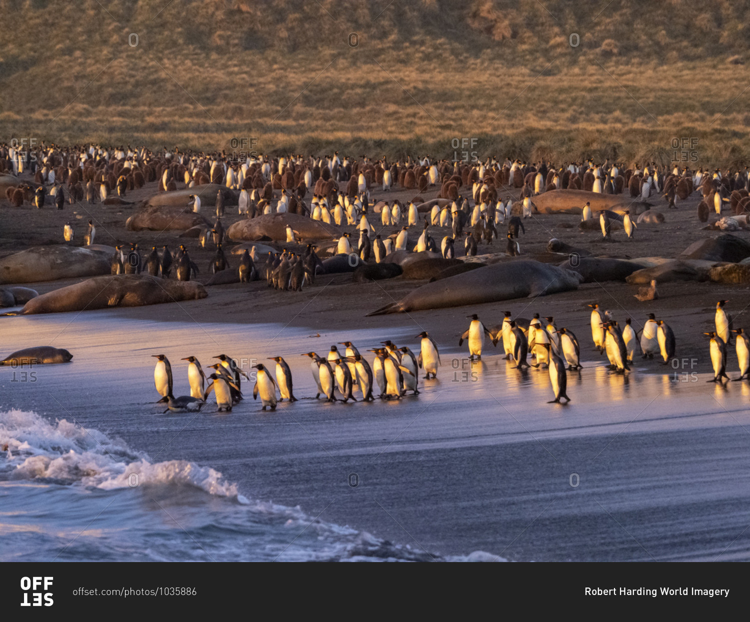 Sunrise on king penguin (Aptenodytes patagonicus) breeding colony at Gold Harbor, South Georgia, Polar Regions