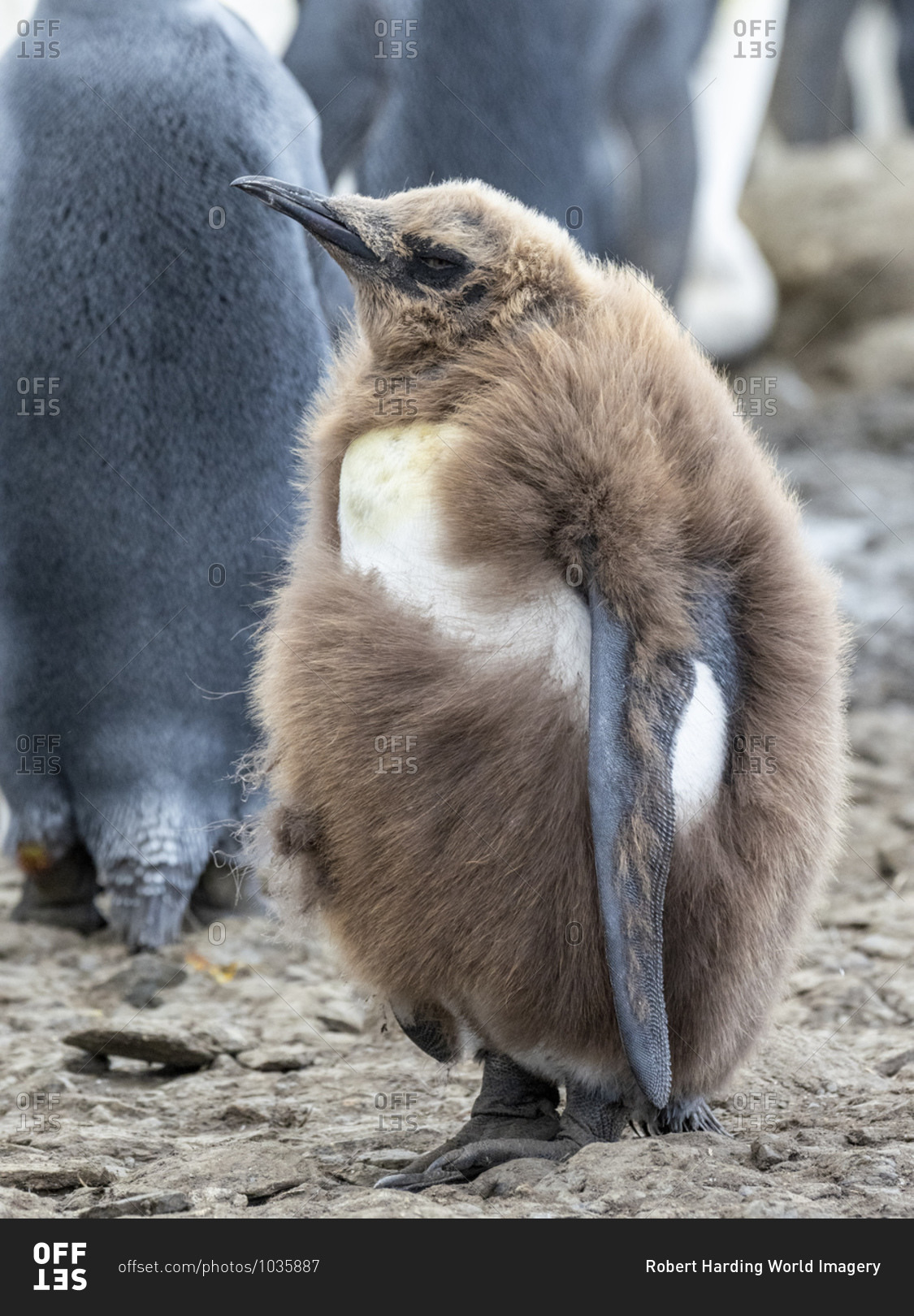 King penguin (Aptenodytes patagonicus) chick molting its downy feathers at Gold Harbor, South Georgia, Polar Regions