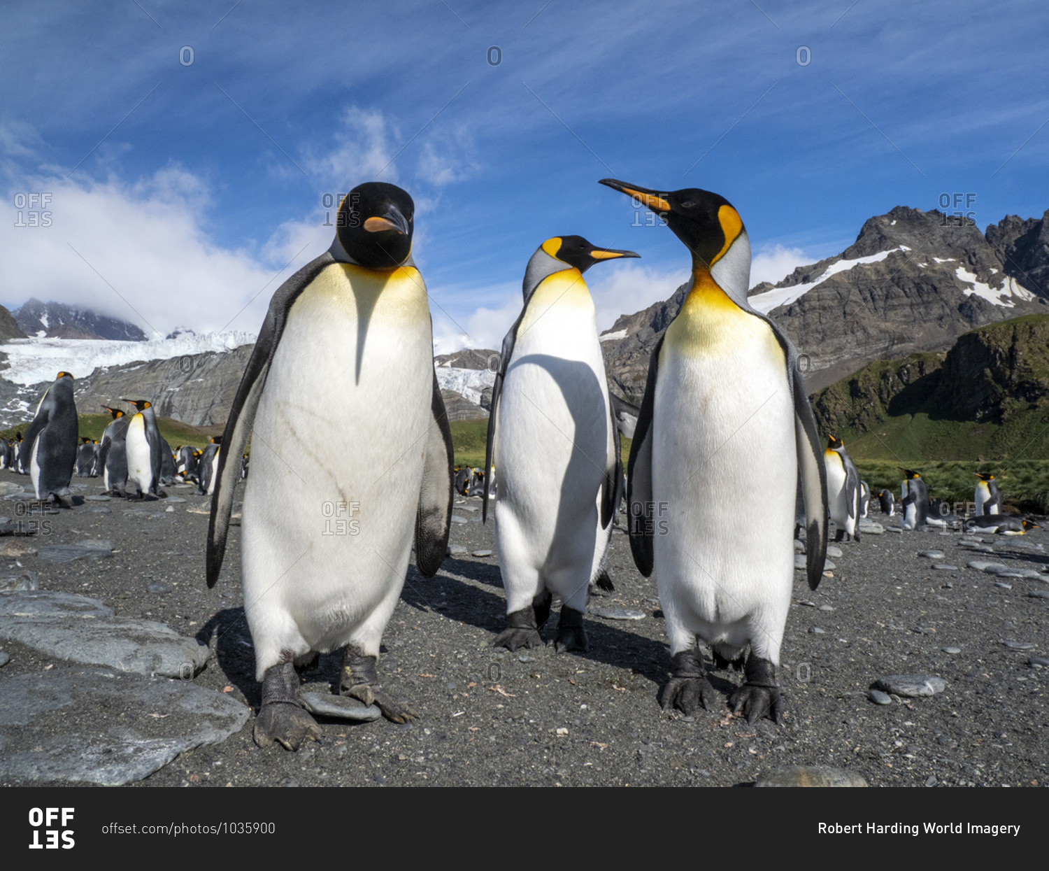 King penguins (Aptenodytes patagonicus), at breeding colony in Gold Harbor, South Georgia, Polar Regions