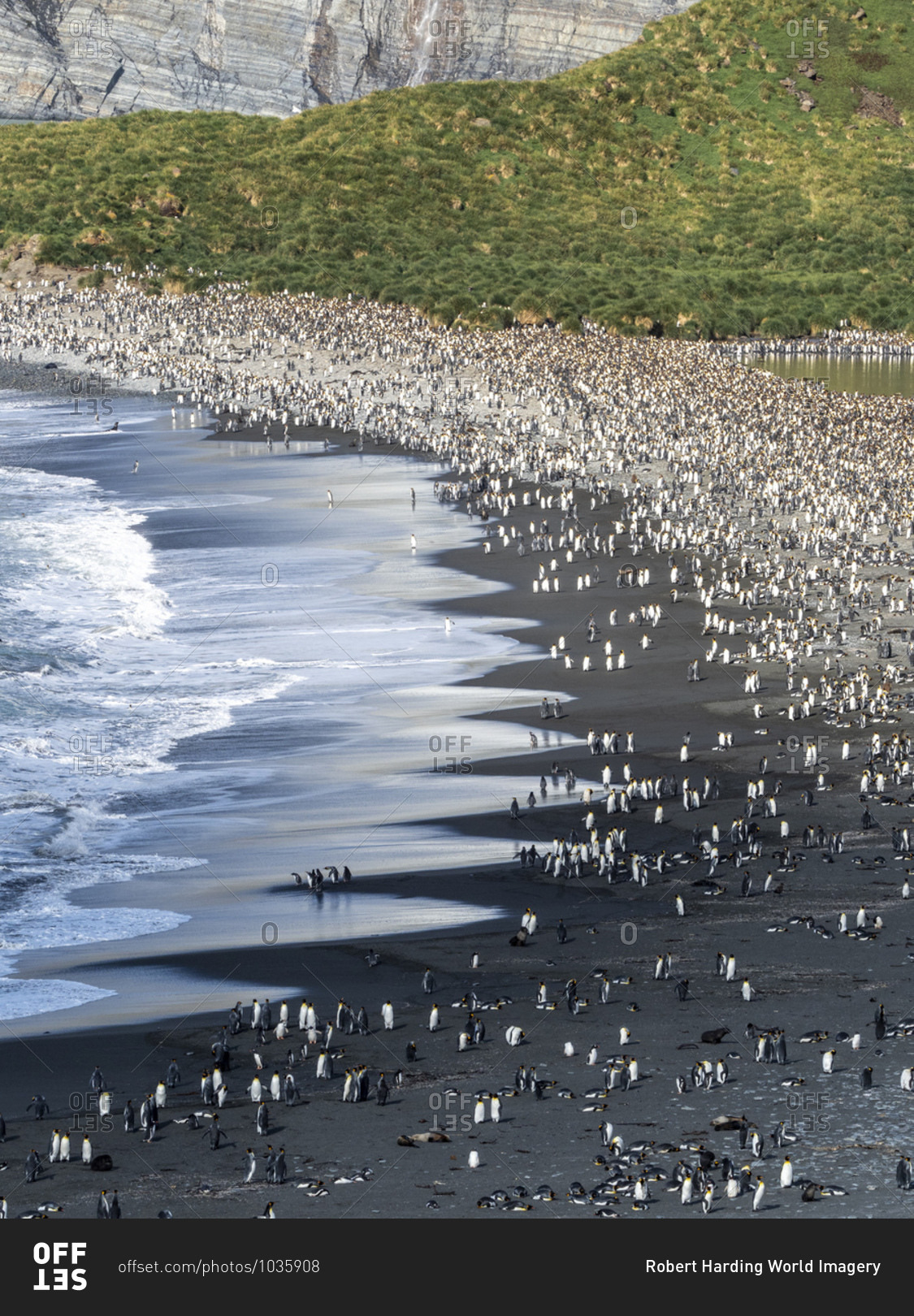 A huge King Penguin (Aptenodytes patagonicus) breeding colony on the beaches of Gold Harbor, South Georgia, Polar Regions