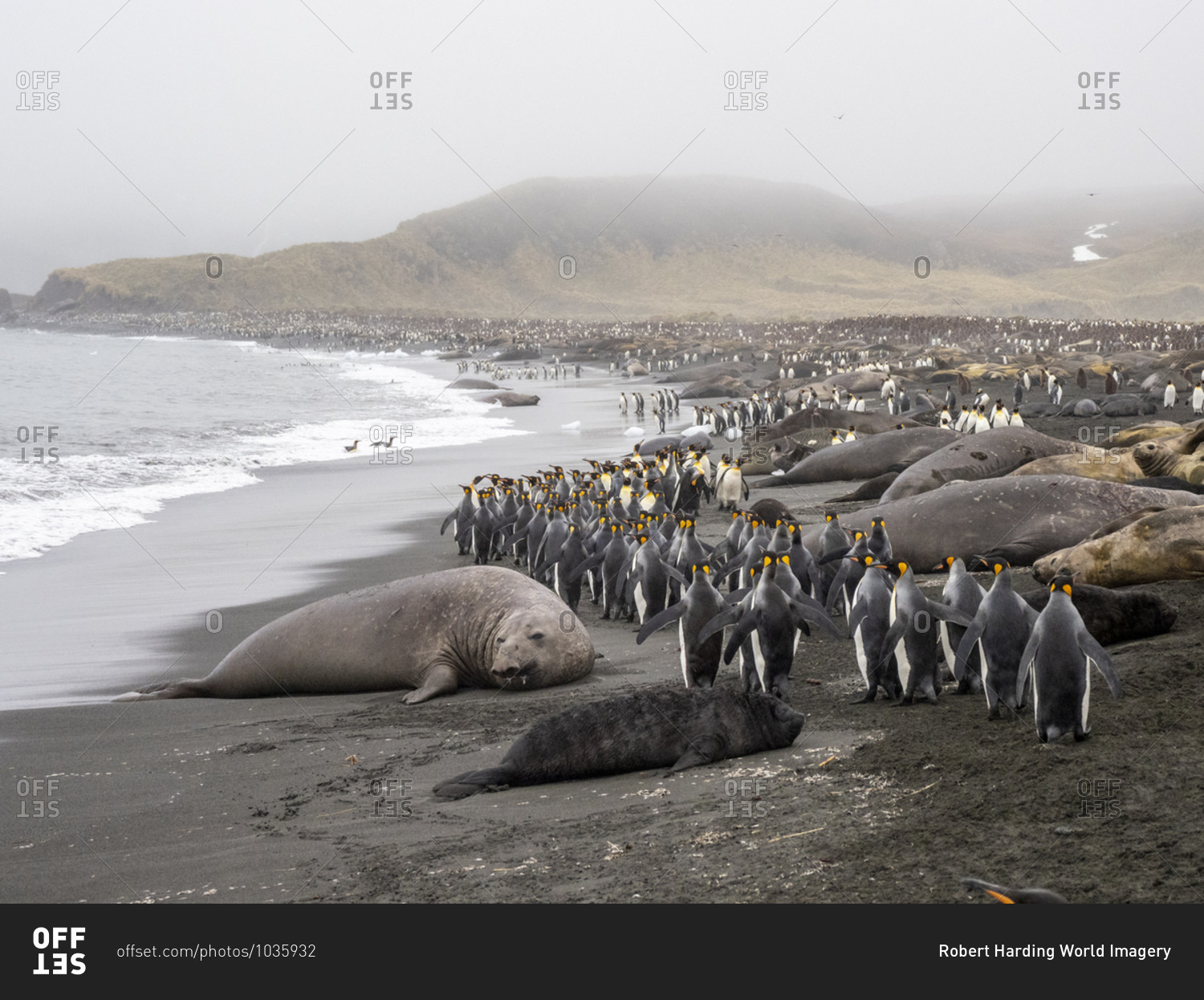Southern elephant seals (Mirounga leoninar), resting on the beach with penguins, at Gold Harbor, South Georgia, Polar Regions