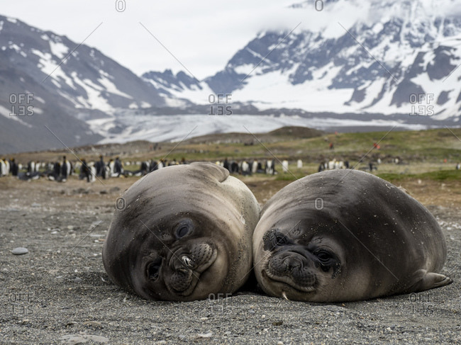 Young southern elephant seals (Mirounga leoninar), on the beach in St. Andrews Bay, South Georgia, Polar Regions