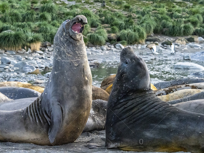 Young southern elephant seal bulls (Mirounga leoninar), mock-fighting on the beach in Gold Harbor, South Georgia, Polar Regions
