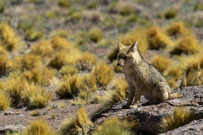 Adult Andean fox (Lycalopex culpaeus) near its den in the Andean Central Volcanic Zone, Antofagasta Region, Chile, South America