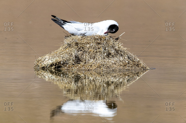Andean gull (Chroicocephalus serranus) on its nest in a lagoon, Andean Central Volcanic Zone, Chile, South America