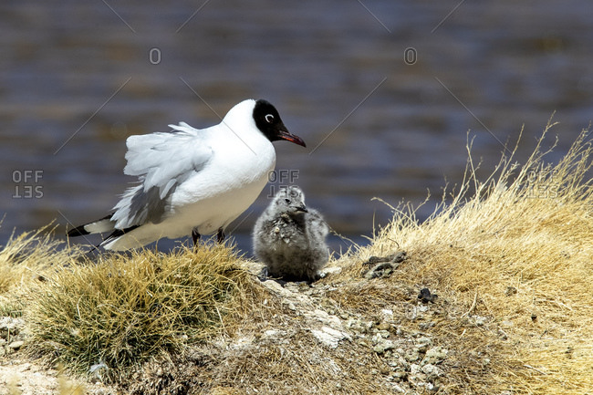 An adult Andean gull (Chroicocephalus serranus), with chick near its nest, Andean Central Volcanic Zone, Chile, South America