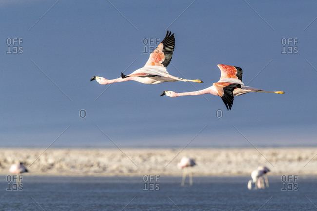 Andean flamingos (Phoenicoparrus andinu), in flight at Llano de Solaren, Los Flamencos National Reserve, Chile, South America