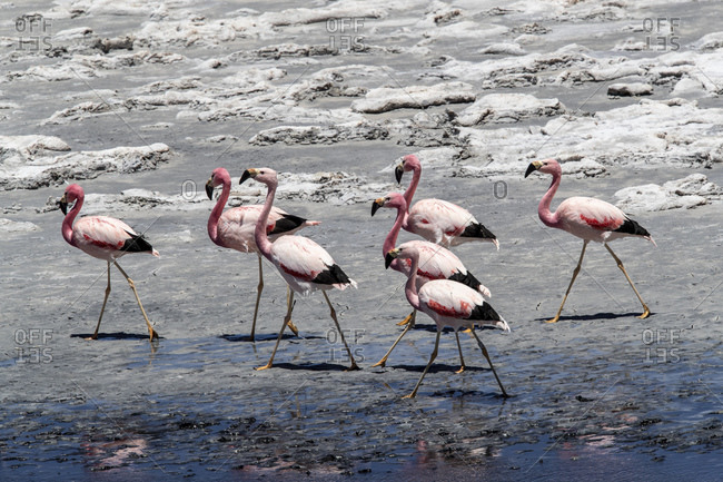 Andean flamingos (Phoenicoparrus andinus), Laguna Tara, Los Flamencos National Reserve, Antofagasta Region, Chile, South America