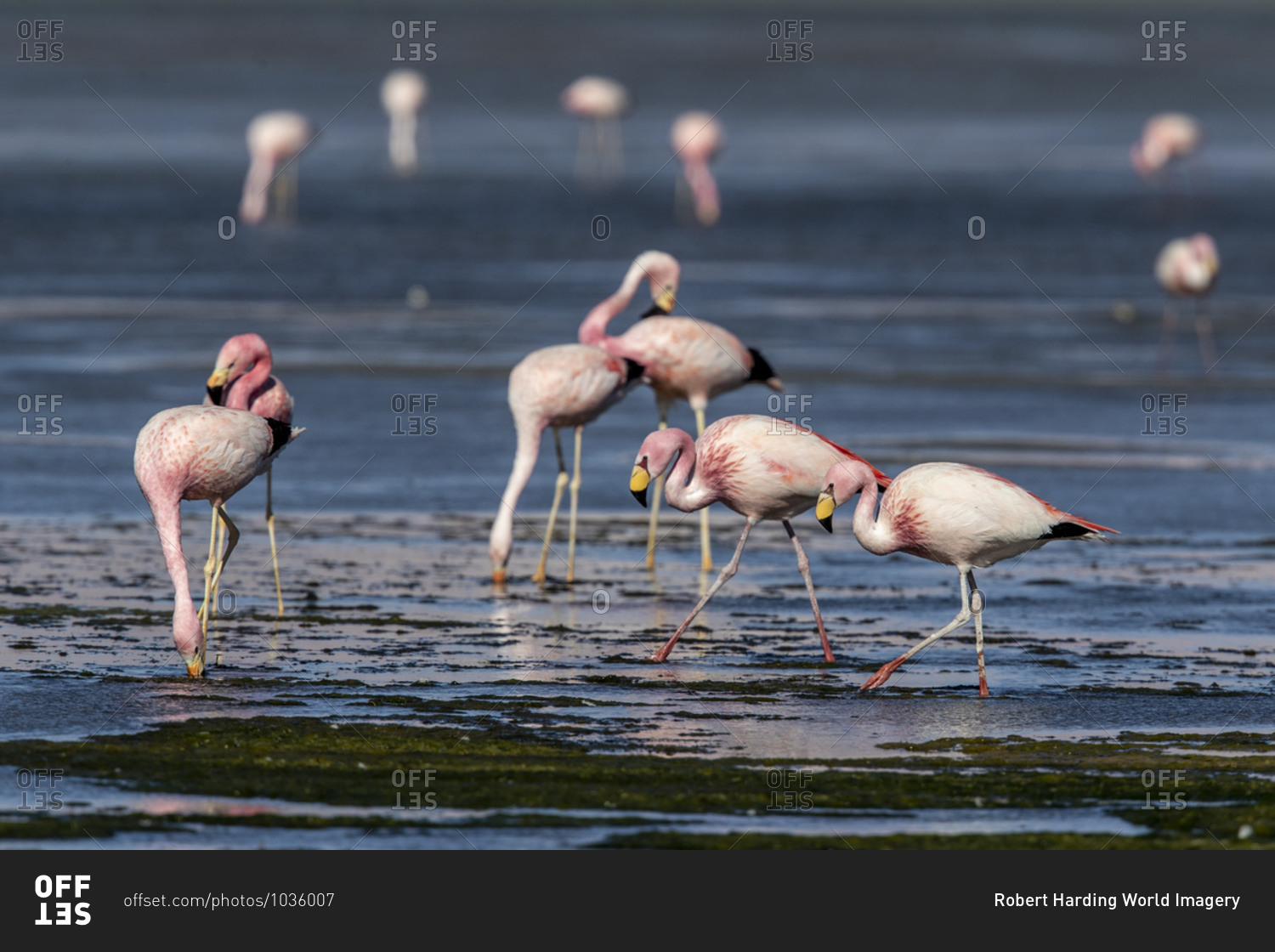 James\'s flamingos (Phoenicoparrus jamesi), Salar de Tara y Aguas Calientes I, Los Flamencos National Reserve, Chile, South America