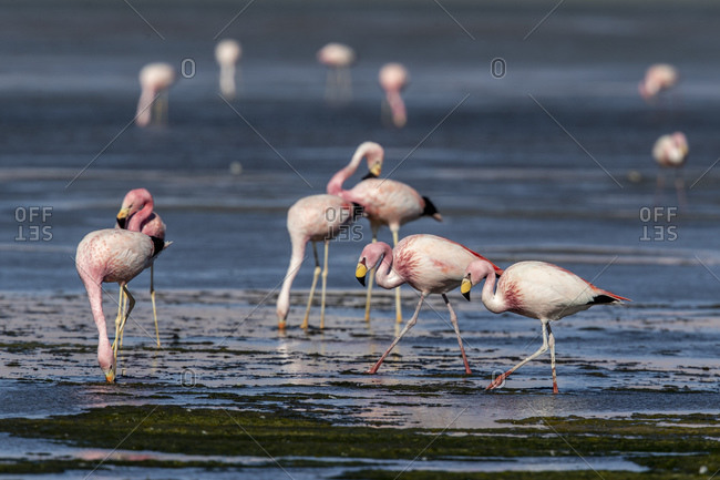 James's flamingos (Phoenicoparrus jamesi), Salar de Tara y Aguas Calientes I, Los Flamencos National Reserve, Chile, South America
