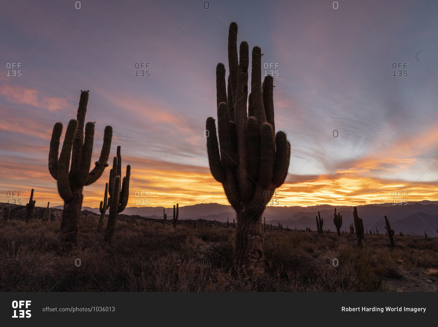 Sunset on Argentine saguaro cactus (Echinopsis terscheckii), Los Cardones National Park, Salta Province, Argentina, South America