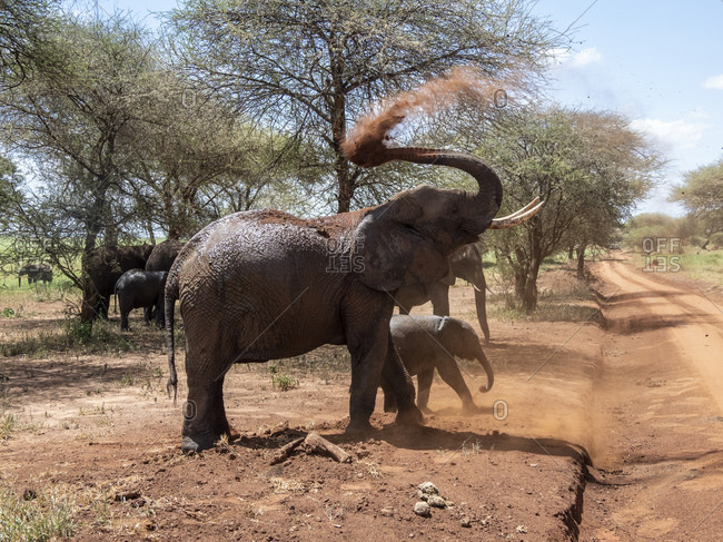 African bush elephants (Loxodonta africana), taking a dust bath, Tarangire National Park, Tanzania, East Africa, Africa