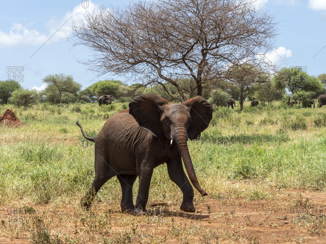 A young African bush elephant (Loxodonta africana), Tarangire National Park, Tanzania, East Africa, Africa
