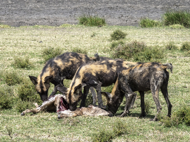 African wild dogs (Lycaon pictus), feeding on a wildebeest calf kill in Serengeti National Park, Tanzania, East Africa, Africa