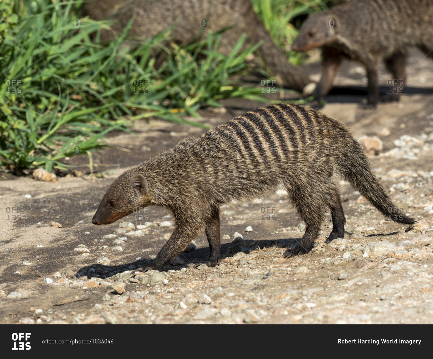 A pack of banded mongooses (Mungos mungo), near their den site in Tarangire National Park, Tanzania, East Africa, Africa