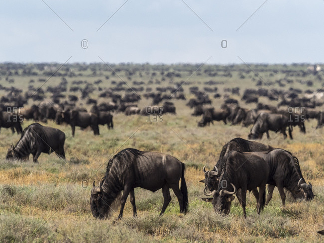 A confusion of blue wildebeest (Connochaetes taurinus), on the Great Migration, Serengeti National Park, Tanzania, East Africa, Africa