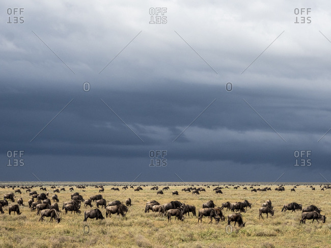 A confusion of blue wildebeest (Connochaetes taurinus), on the Great Migration, Serengeti National Park, Tanzania, East Africa, Africa
