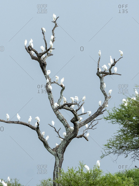 Cattle egrets (Bubulcus ibis), roosting in a tree in Tarangire National Park, Tanzania, East Africa, Africa