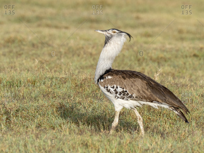 Kori Bustard Stock Photos Offset