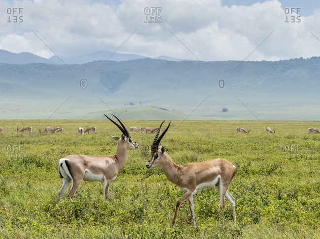Adult male Grant's gazelles (Nanger granti), inside Ngorongoro Crater, UNESCO World Heritage Site, Tanzania, East Africa, Africa