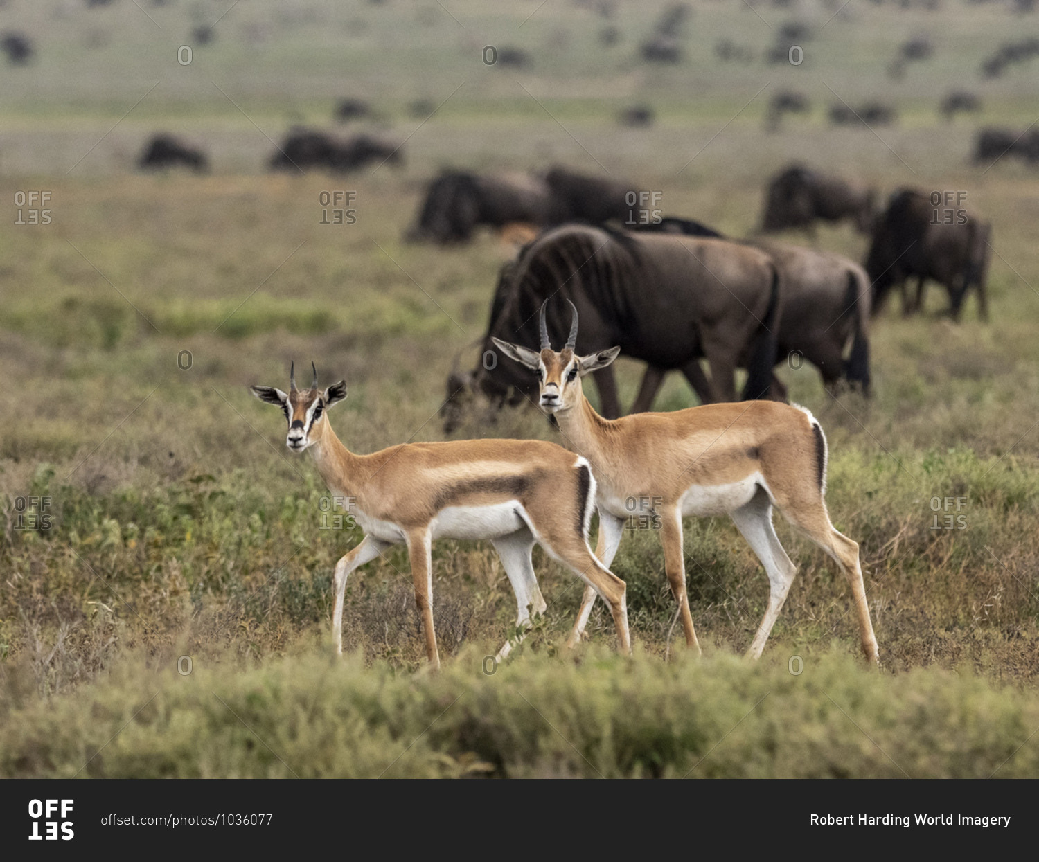 Adult Grant's gazelles (Nanger granti), Serengeti National Park, Tanzania, East Africa, Africa
