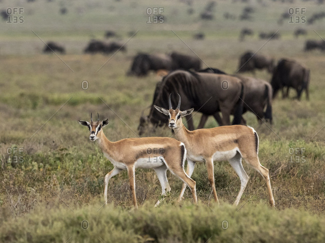 Adult Grant's gazelles (Nanger granti), Serengeti National Park, Tanzania, East Africa, Africa
