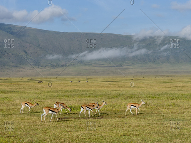 Thomson's gazelles (Eudorcas thomsonii), in Ngorongoro Crater, UNESCO World Heritage Site, Tanzania, East Africa, Africa