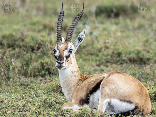 Thomsons Gazelle Stock Photos Offset