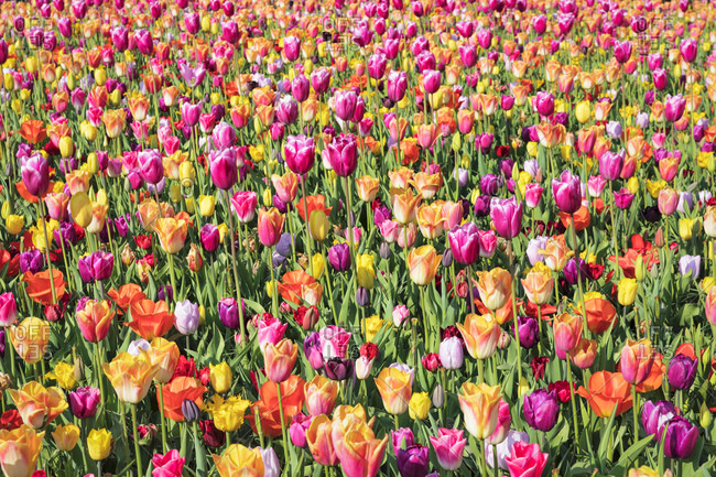 Field of tulips, Keukenhof Gardens, Lisse, South Holland, Netherlands, Europe