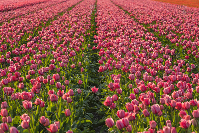 Field of tulips at sunset, South Holland, Netherlands, Europe