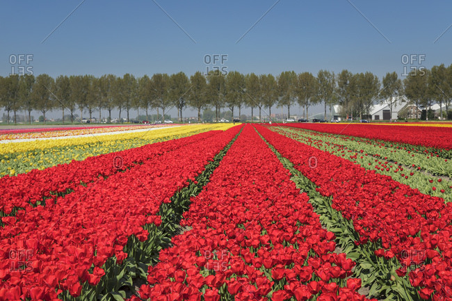 Field of tulips in spring, South Holland, Netherlands, Europe