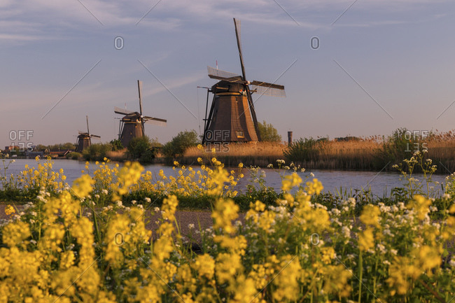 Windmills at sunrise, Kinderdijk, UNESCO World Heritage Site, South Holland, Netherlands, Europe