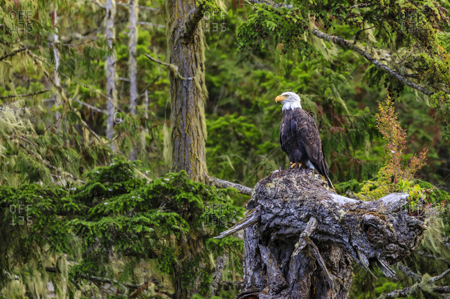 Bald Eagle (Haliaeetus leucocephalus), in a forest setting, Alert Bay, Inside Passage, British Columbia, Canada, North America