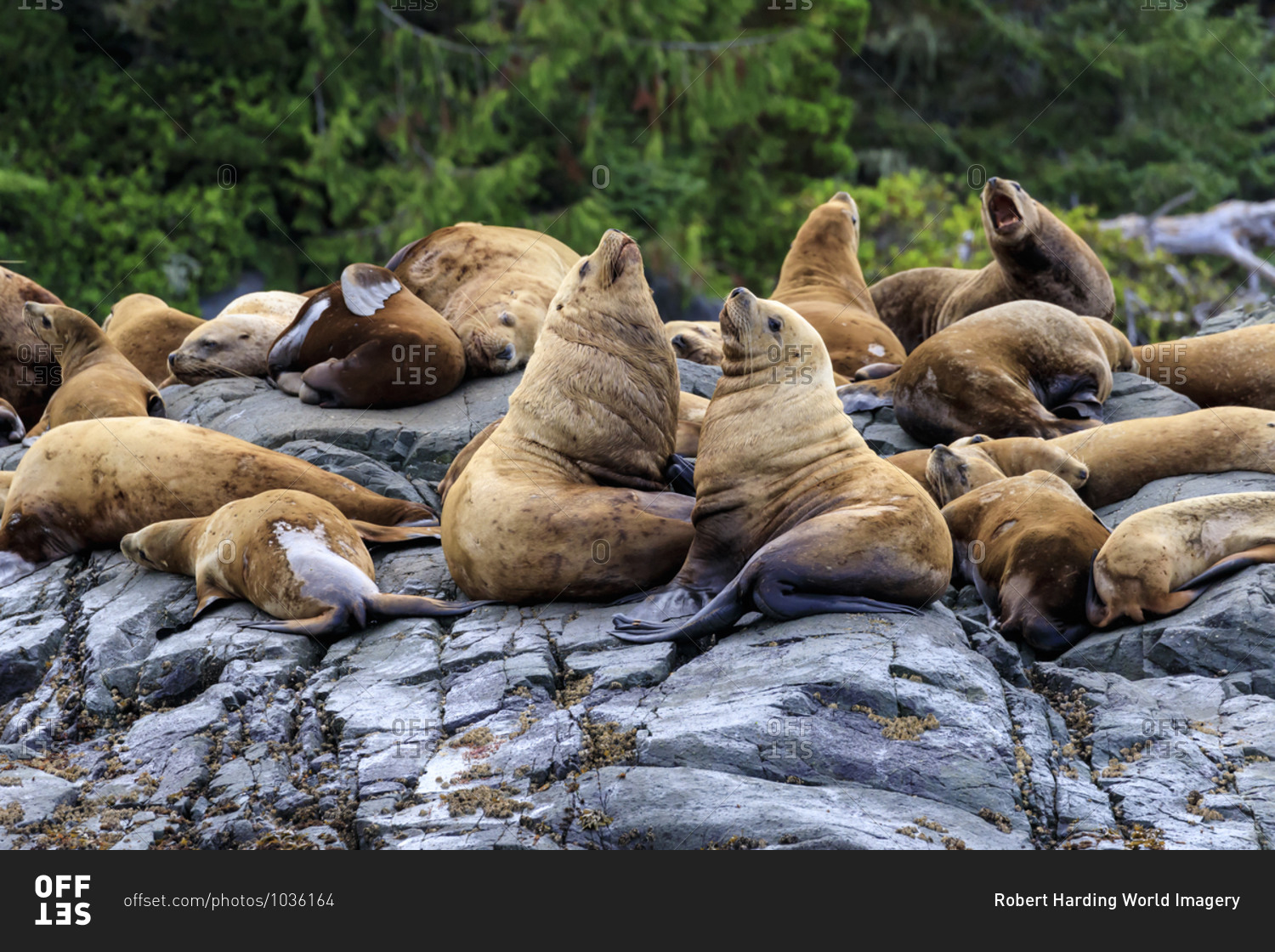 Steller sea lions (Eumetopias jubatus) on a rocky shore, Alert Bay, Inside Passage, British Columbia, Canada, North America