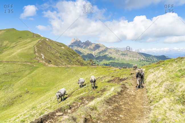 Cows grazing in green pastures along the path from Sassopiatto hut to Alpe di Tires hut, Dolomites, Trentino-Alto Adige, Italy, Europe