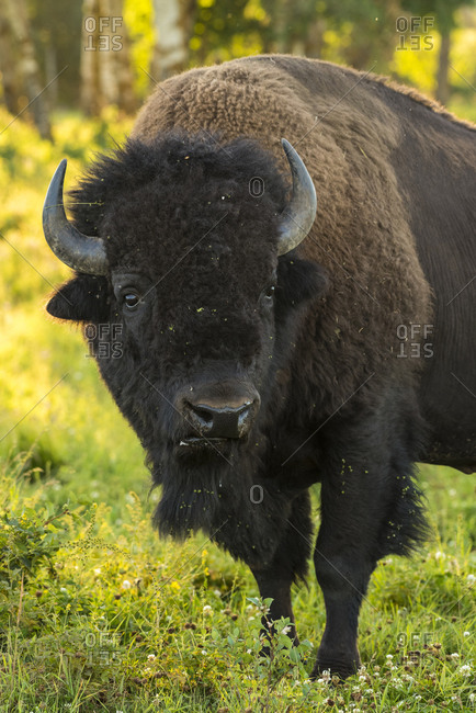 Wild male plains bison during the mating season, Elk Island National Park, Alberta, Canada, North America