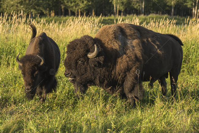 Wild male plains bison courts a female during the mating season, Elk Island National Park, Alberta, Canada, North America