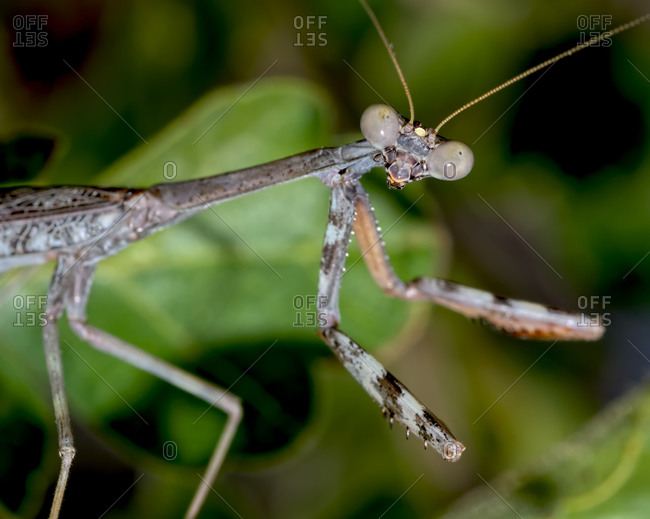 Closeup of a male Praying Mantis native to Arizona on the hunt for a