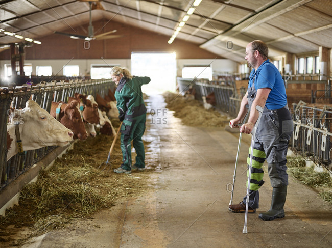 Farmer on crutches watching woman feeding cows in stable on a farm